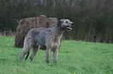 IRISH WOLFHOUND 301